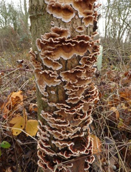 Abundant bracket-like formations on English oak along the River Great Ouse, Bedfordshire